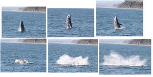 캘리포니아주 산타바바라 연안에서 먹이를 찾는 귀신고래