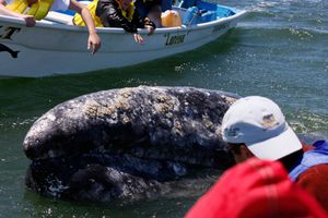 세계자연유산인 엘 비스카이노 생물권보호지역에서 관찰되는 귀신고래.
