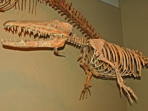 암불로케투스의 화석