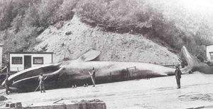 해체 작업대 위의 죽은 흰긴수염고래