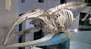 북대서양긴수염고래의 두개골과 골격