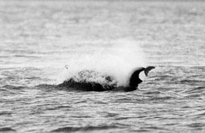 스코틀랜드의 채너리 포인트에서 큰돌고래가 항구돌고래를 공격하여 죽이는 모습