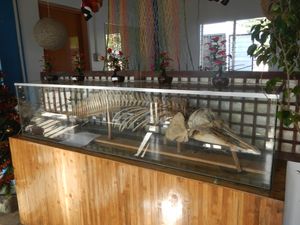 큰돌고래 (필리핀 헌드레드 아일랜드 국립공원)