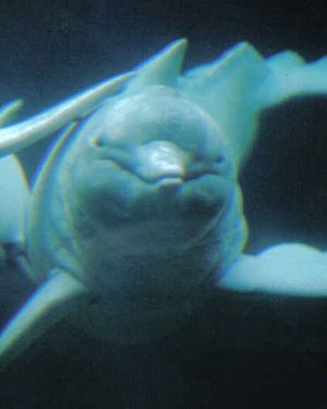 아푸레라는 이름의 돌고래는 뒤스부르크 동물원에서 40년 이상 살았다