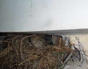 환풍구에 있는 집참새