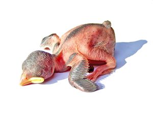 노란색 입구를 가진 부화한 새끼