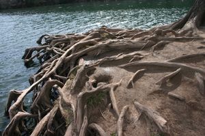 뿌리는 토양을 고정시켜 토양 침식을 줄임으로써 환경을 보호할 수도 있다.