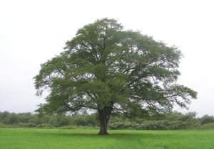 홋카이도 동부, 도요코로정의 상징 나무로 유명한 섬느릅나무