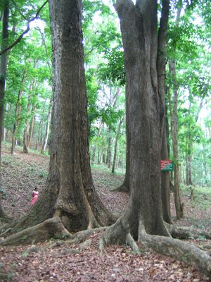 인도 케랄라주(Kerala) 칸나밤 숲(Kannavam Forest)의 마호가니 나무