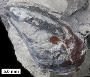 홍합의 먼 친척인 Mytilarca; 미국 위스콘신주 중부 데본기 지층에서 발견