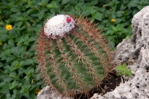 퀴라소의 Melocactus macracanthos