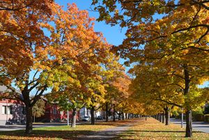 핀란드 포리의 칼레반푸이스토 공원의 가을 단풍