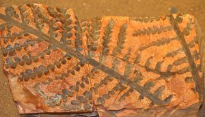 Dicroidium zuberi, 초기 트라이아스기 판게아(현재 아르헨티나)의 식물