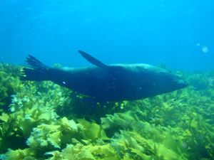 서호주 인베스티게이터 섬에서의 잠수