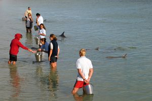 샤크 만(몽키마이아)에서의 먹이주기.