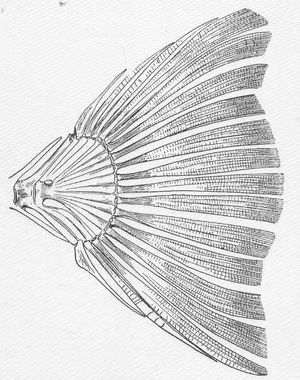 꼬리지느러미는 대칭적