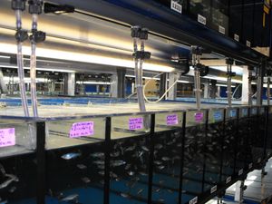 과학에 기여: 연구소에서 사육되는 제브라피쉬