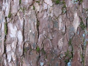 수피는 얇게 벗겨진다