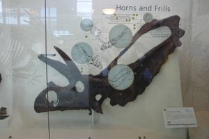 복원된 완모식표본. AMNH