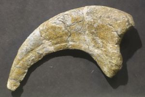 유타 주립대학교 이스턴 캠퍼스의 선사시대 박물관에 소장된 CEUM 184v.294의 발가락 뼈 II