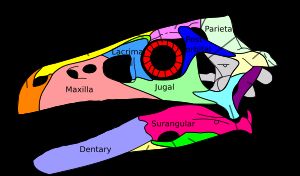 전형적인 아르코사우루스 두개골의 레이블이 붙은 그림, 드라코사우루스의 두개골