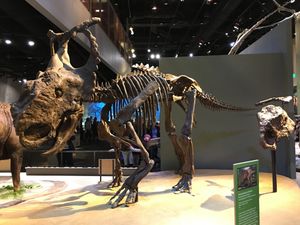 페롯 박물관(Perot Museum)에 전시된 P. perotorum 골격; 주름 상단의 작은 앞쪽을 향하는 후두골(epiparietals)에 유의. 이 부분은 최초 설명 이후 부정확하게 복원되었으며, 실제로는 다른 종과 마찬가지로 위쪽을 향하고 있었을 것임.