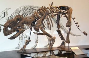 TMP 2002.76.1. 이 표본은 파키리노사우루스(Pachyrhinosaurus), 아켈로사우루스(Achelousaurus), 또는 새로운 분류군(taxon)일 수 있으며, 로열 티렐 박물관(Royal Tyrrell Museum)에 있음.