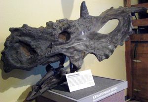 P. lakustai 의 두개골