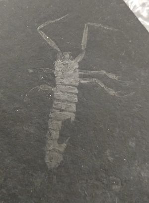 진주 지층에서 보존된 코프토클라바과 딱정벌레 유충