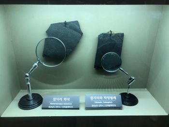 진주시 내 진주층 잠자리와 딱정벌레 화석, 국립중앙과학관 전시