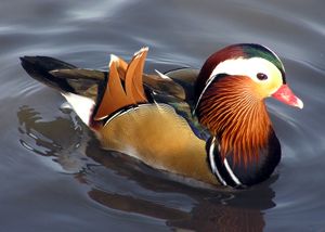수컷 흰뺨검둥오리(Mandarin duck)