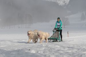 베르펜벵에서 경주하는 사모예드
