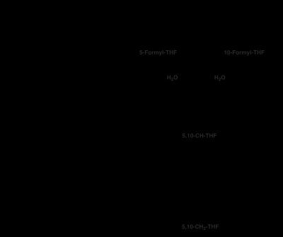 엽산의 폴린산으로의 생체전환