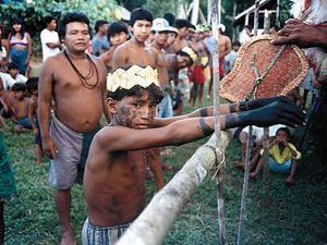 브라질의 마웨족은 의도적으로 총알개미의 침을 사용하여 성인으로 가는 통과의례를 치른다.