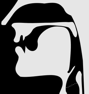 유성 연구개 파열음