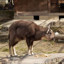 산양은 설악산을 대표하는 동물이다.