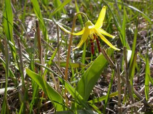 Erythronium grandiflorum