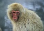 일본 원숭이