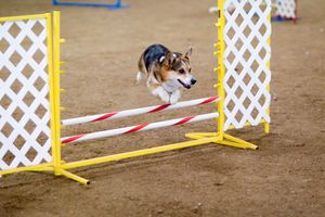 펨브록 웰시 코기와 같은 작은 개들이 비슷한 크기의 개들과 경쟁할 수 있도록 날개 모양의 싱글 점프 높이가 조절된다.