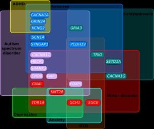 오일러 다이어그램은 자폐 스펙트럼 장애(ASD), 근긴장 이상, 간질 및 조현병의 단일 유전 질환과 관련된 유전자에서 중복되는 임상 표현형을 보여준다.