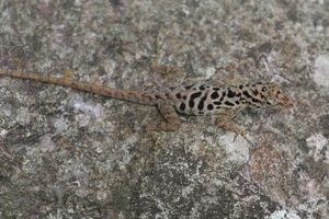 사바 아놀레(Saban anole)는 이 섬에 고유종이다.