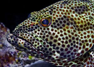 보네르섬의 바위놀래기