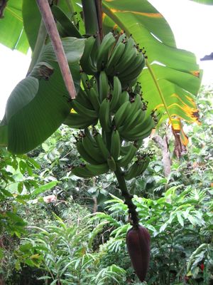 바스테르 섬의 바나나 농장