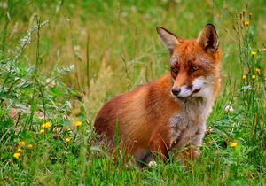 붉은여우(Vulpes vulpes)는 주머니뛰는쥐의 주요 외래 포식자 중 하나이다.