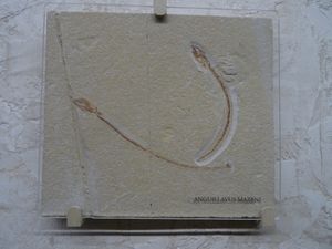 사닌 석회암에서 발견된 Anguillavus