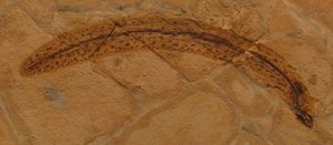 몬테 볼카에서 발견된 에오세 뱀장어 Paranguilla