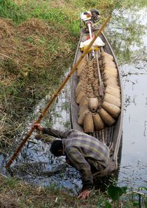인레호(미얀마)에 장어덫 설치