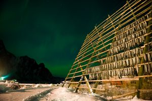 노르웨이 스볼베르에서 생선 건조