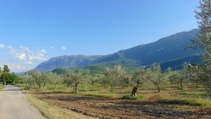 토코 다 카사우리아의 올리브 나무