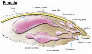 나비목의 암컷 생식기